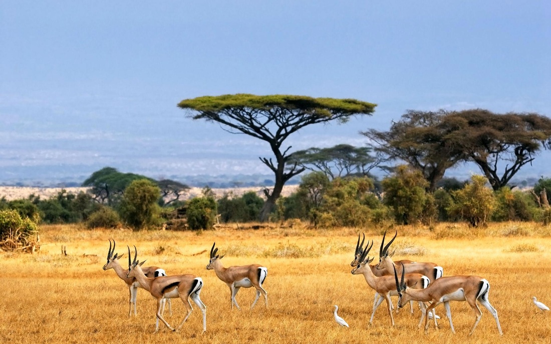 savanna biome tourist attractions